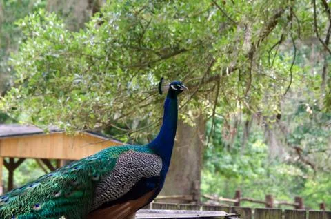 Peacock2 Stock Photos