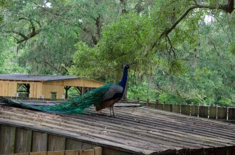 Peacock3 Stock Photos