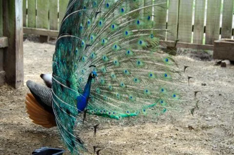 Peacock4 Stock Photos