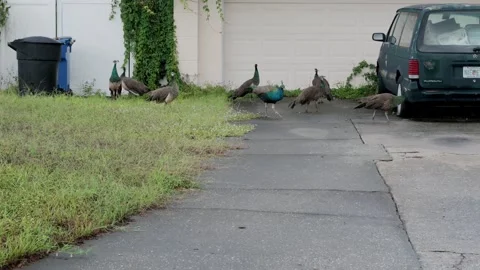 Peacock8365 Видео 347400526