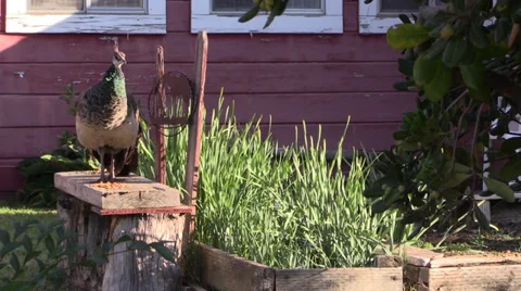 Peacocks and cat Stock Footage 31820400