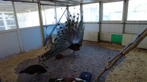 Peacocks and chickens explore a large indoor space with trees in a bird exhibit Video stock 332566458
