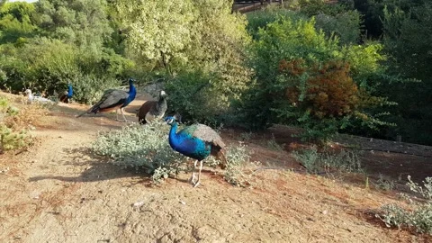 Peacocks and geese resting Stock Footage