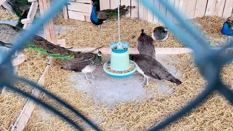 Peacocks and Peahens Feeding Inside Enclosed Farm Habitat 動画素材 335672140