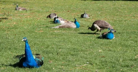 Peacocks and peahens Stock Footage 126334613