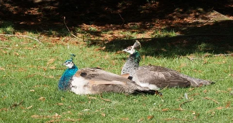Peacocks and peahens Stock Footage 126334990