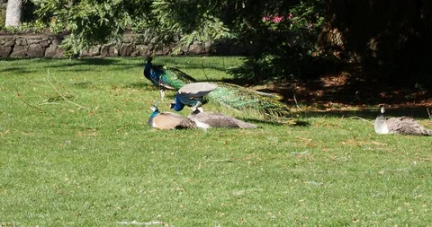 Peacocks and peahens Stock Footage 126337632