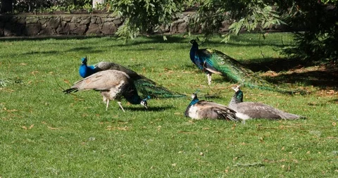Peacocks and peahens Stock Footage 126337959