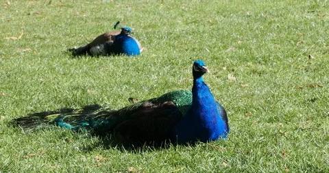 Peacocks and peahens Stock Footage 126338038
