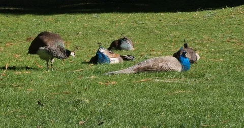 Peacocks and peahens Stock Footage 126338376