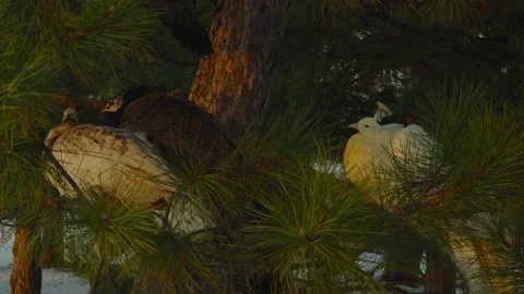 Peacocks are located on the branches of a pine tree in the city park Stock Footage 180152047