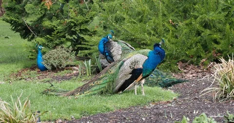 Peacocks in Beacon Hill Park Stock Footage 124553924