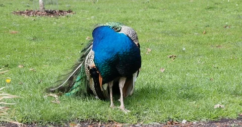 Peacocks in Beacon Hill Park Stock Footage 124553965