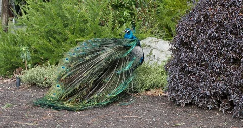 Peacocks in Beacon Hill Park Stock Footage 124554024