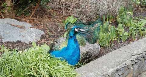 Peacocks in Beacon Hill Park Stock Footage 124555301
