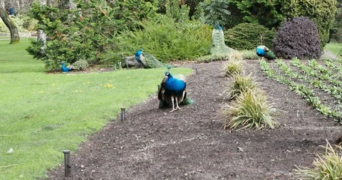 Peacocks in Beacon Hill Park Stock Footage 124555346