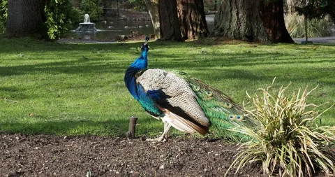 Peacocks in Beacon Hill Park Stock Footage 124555358