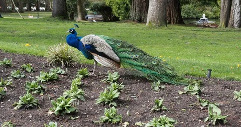 Peacocks in Beacon Hill Park Stock Footage 124555377