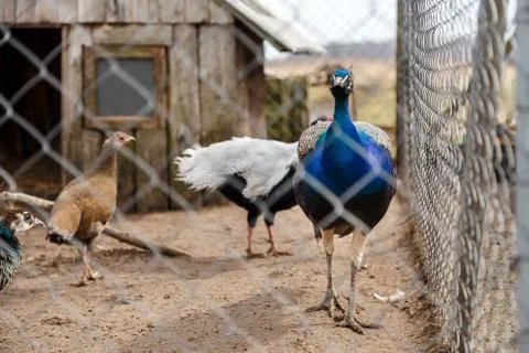 Peacocks in the cage Stock Photos