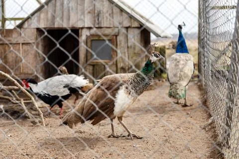 Peacocks in the cage Stock Photos