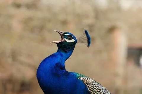 Peacock´s call. Stock Photos