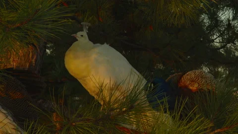Peacocks climbed a pine tree in the city park and bask in the rays of the Stock Footage 179041892
