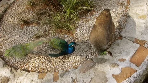 Peacocks Couple Feeding Stock Footage 10977593