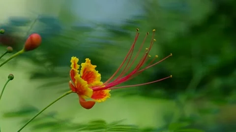 Peacock's crest flower Stock Footage 57302588