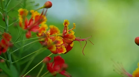 Peacock's crest flower shaking Stock Footage 57302575
