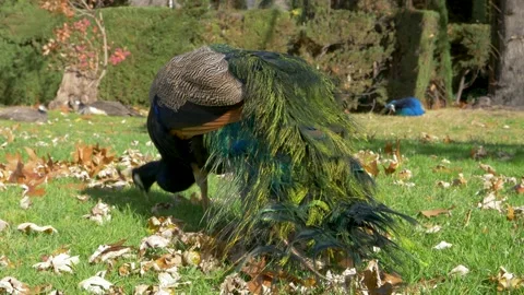 Peacocks in El Retiro Park Stock Footage 169827061