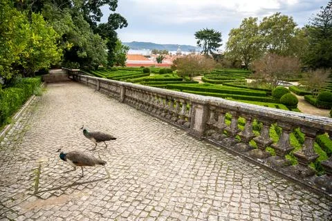 Peacocks exploring cobblestone terrace in Belem, Lisbon, Portugal Foto stock