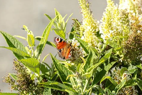The peacock's eye is also looking forward to the sun Stock Photos
