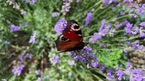 Peacocks eye butterfly on lavender opens and closes the wings. Stock Footage 254416577