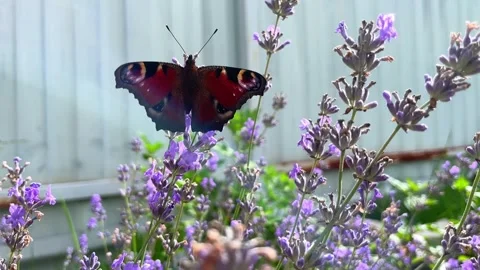 Peacocks eye butterfly on lavender opens and closes the wings. Soft focus Stock Footage 255113636