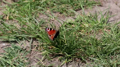 A peacock's eye sits on the ground in the meadow and moves its wings. Stock Footage 153290147