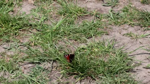 A peacock's eye sits on the ground in the meadow and moves its wings. Stock Footage 153290156