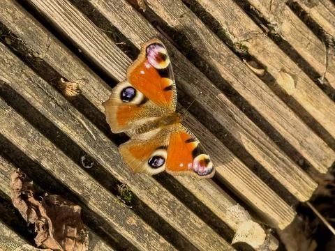 Peacock's eye in the sun Stock Photos