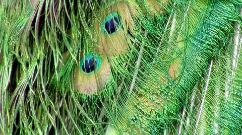 Peacock`s feathers Stock-Footage 448114