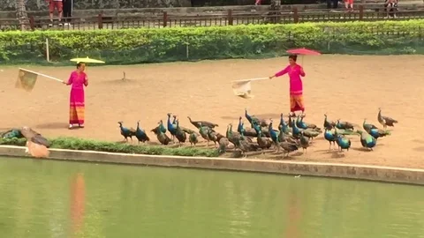 Peacocks fly over the lake Stock Footage 82118476