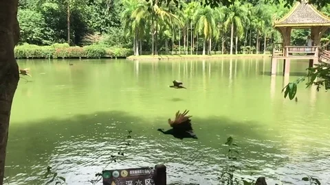 Peacocks fly over the lake Stock Footage