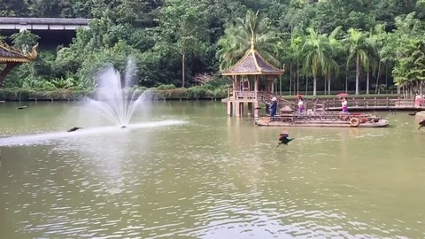 Peacocks fly over the lake Stock Footage 82119412
