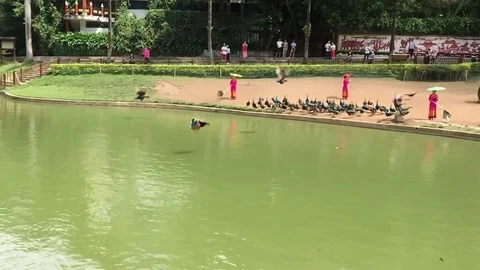 Peacocks fly over the lake  slow motion Stock Footage 82118304