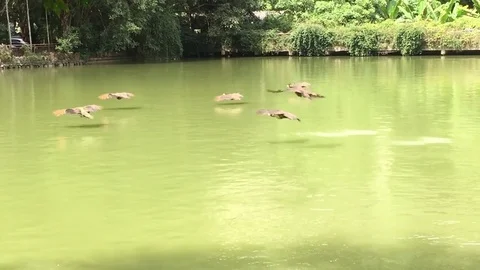 Peacocks fly over the lake time lapse Stock Footage 82118050