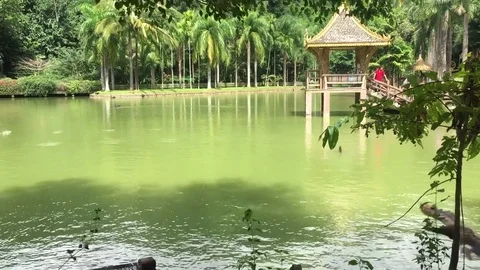 Peacocks fly over the lake time lapse Vídeo Stock 82118173