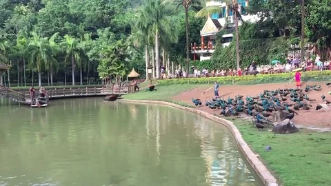 Peacocks flying over the lake Vídeo Stock 82120782