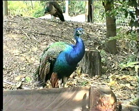 Peacocks 스톡 동영상 325845