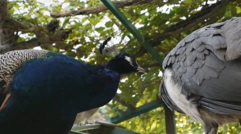 Peacocks Stock Footage 52436076