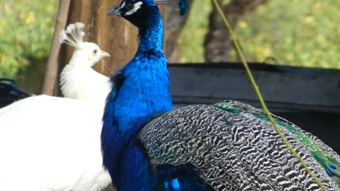 Peacocks 스톡 동영상 134486629
