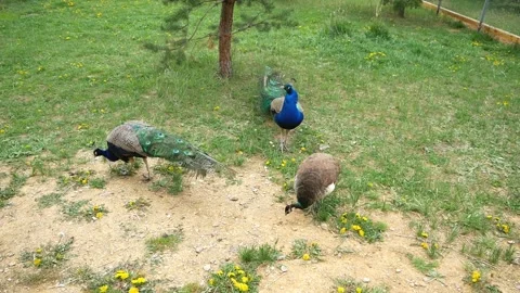 Peacocks. Stockbeeldmateriaal 135573868
