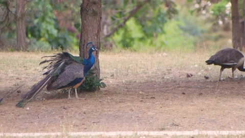 Peacocks Stock Footage